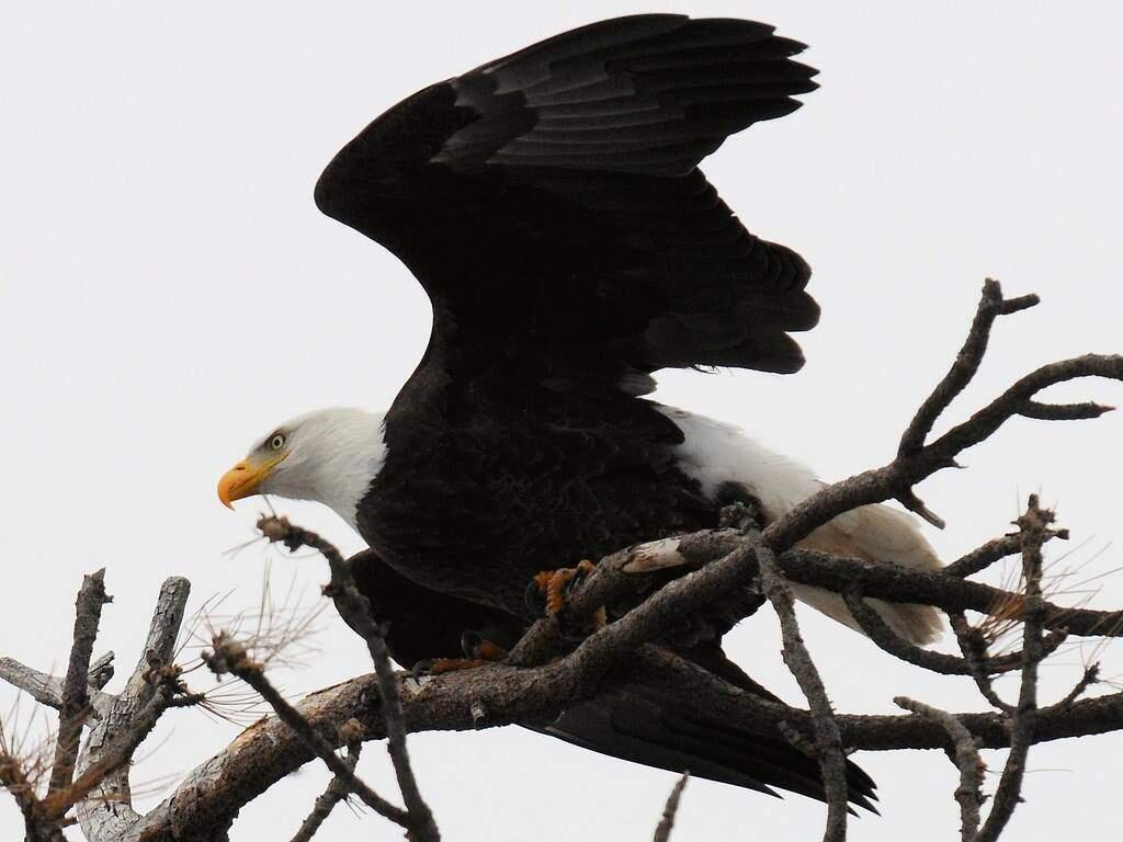 A bald eagle is seen in a photo released by San Bernardino National Forest officials.