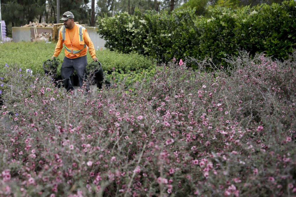 In this April 25, 2015 photo, a worker moves drought-resistant plants ready for planting at the El Niguel Country Club in Laguna Niguel, Calif. California's epic drought is reshaping the course at El Niguel Country Club and dozens of others statewide. Pressed by the fourth year of bone-dry weather and the threat of state-mandated water cuts, some of the poshest courses in California are ceding back to nature some of their manicured green, installing high-tech moisture monitoring systems and letting the turf they don't rip up turn just a little bit brown. (AP Photo/Gregory Bull)