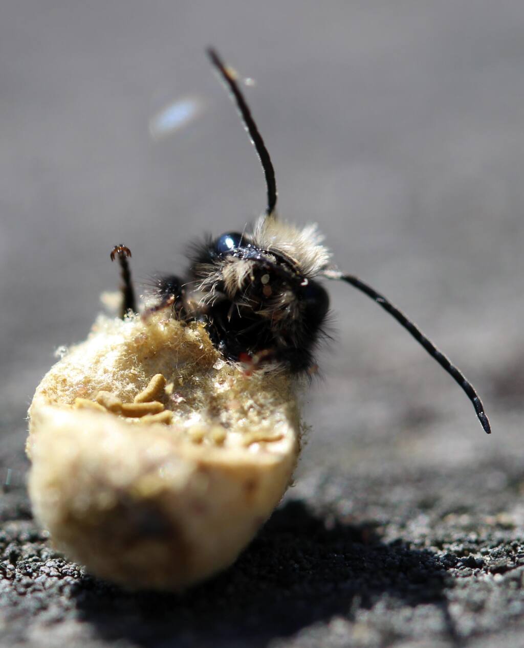 A native mason bee emerges from its nest cell (UC Master Gardeners)