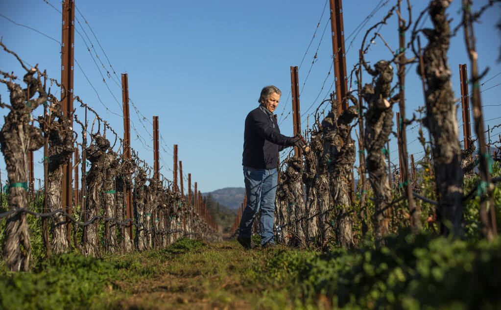 Jim Ricci, owner of Ricci Vineyards in Healdsburg, checks the pruning on cabernet sauvignon vines on Tuesday, Feb. 8, 2022. (John Burgess / The Press Democrat)