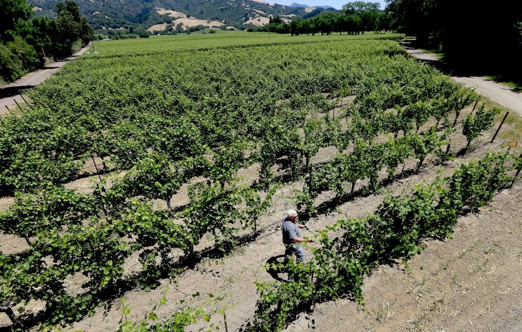 A move by Sonoma County winegrowers to form an irrigation district has alarmed environmentalists who say the proposal appears to only deal with the water needs of agriculture. (Kent Porter / PD FILE)