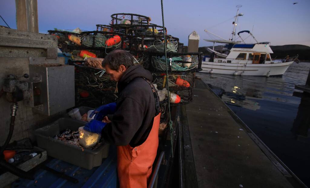 Bandit deckhand Eddie Cheever baits crab pots with mackerel and squid as he redies for the opening of dungeness crab season, Friday Dec. 2, 2016 in Bodega Bay. (Kent Porter / The Press Democrat) 2016