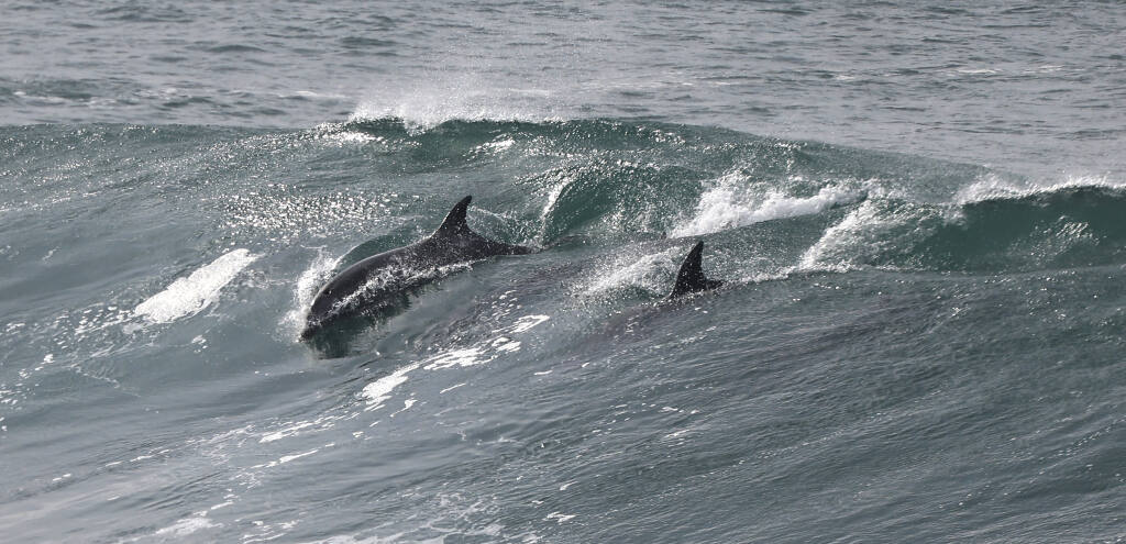 Dolphins play in the heavy tsunami surf at north Salmon Creek State Beach, Saturday, Jan. 15, 2022 north of Bodega Bay. (Kent Porter / The Press Democrat)
