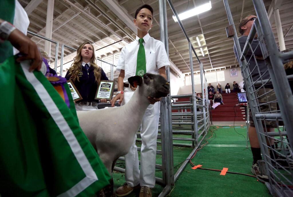 Supreme Champion Owen Clark of Green Valley 4-H waits in line for the start of the 2015 Sonoma County Fair Junior Livestock Auction Market Lambs, Saturday, July 25, 2015. (CRISTA JEREMIASON / The Press Democrat)