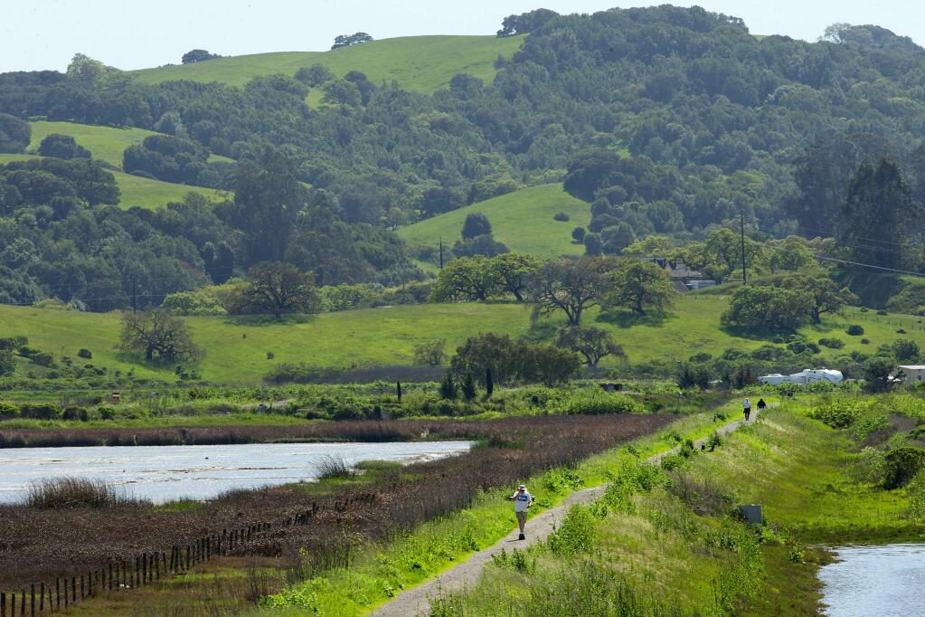Point Blue Conservation Science received a $2.7 million grant for a five-year program deploying local students to plant native shrubs and grasses at North Bay wetland habitats, including Shollenberger Park in Petaluma. (photo by John Burgess/The Press Democrat)