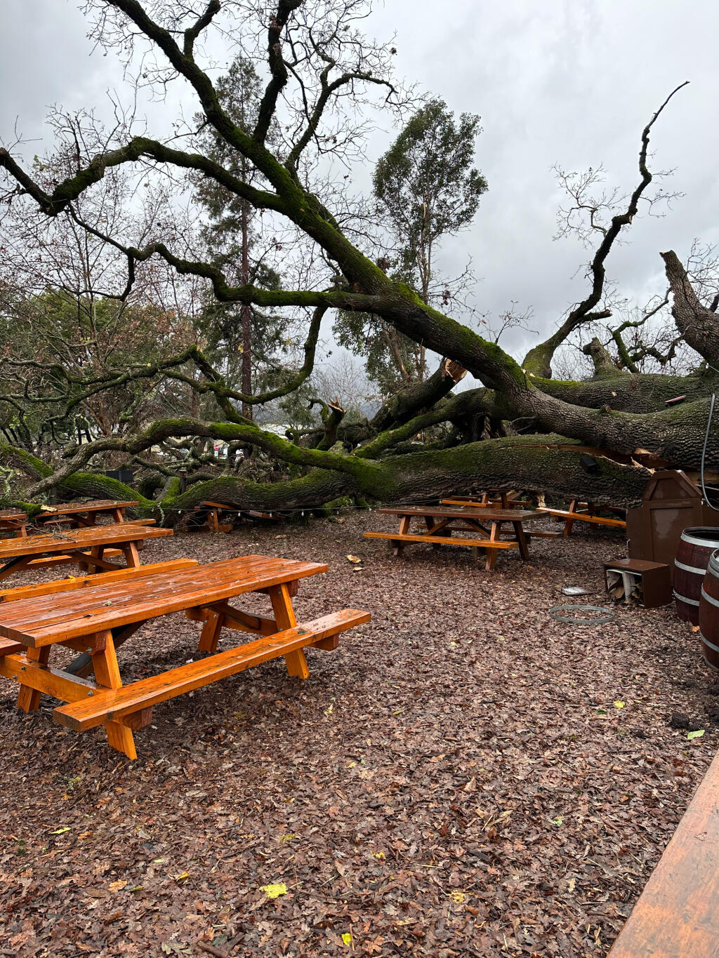 V. Sattui workers are grieving the loss of a 275-year-old oak tree that came toppling to the ground around 4 a.m. Monday, Jan. 9, 2023. Damage to the tree and picnic area is seen here later that day. (Tom Davies / V. Sattui photo)