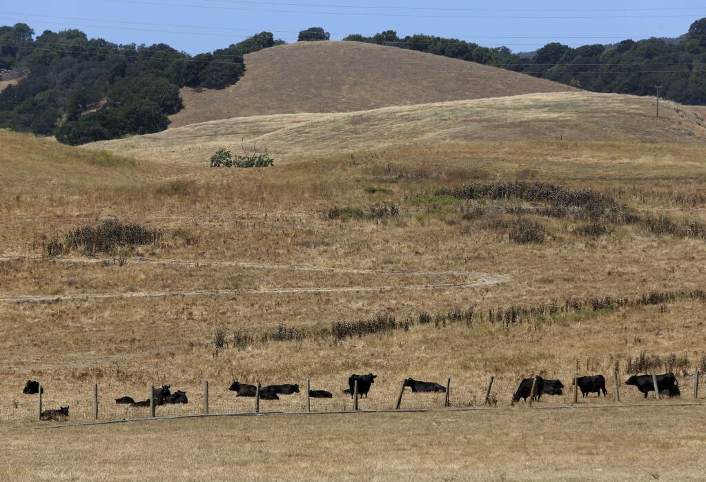 Cows graze on dry pasture off Hwy 116 on Sunday, June 21, 2015 in Petaluma, California . (BETH SCHLANKER/ The Press Democrat)