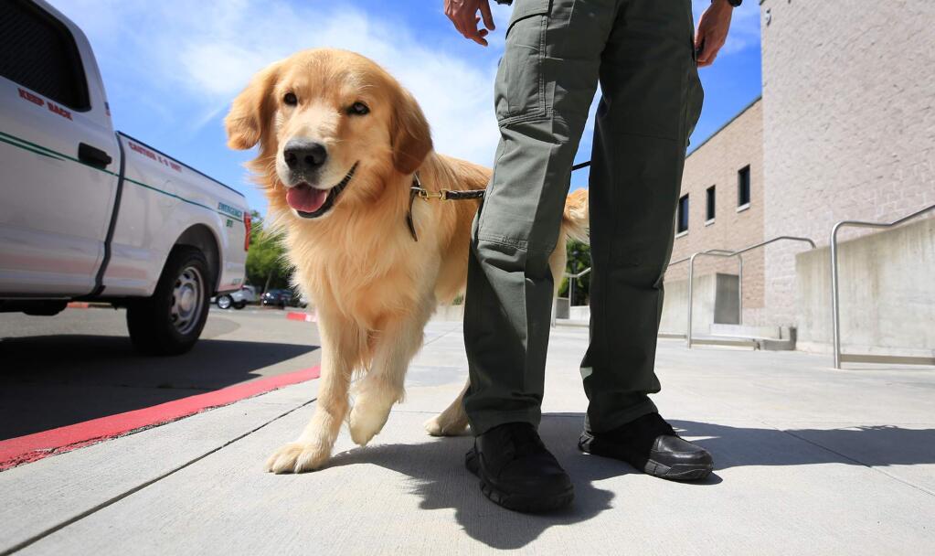 A 2-year-old golden retriever named Boomer is the newest addition to the explosive ordinance team at the Sonoma County Sheriff's Office. His handler is officer Kensell Williams. (KENT PORTER/ PD)