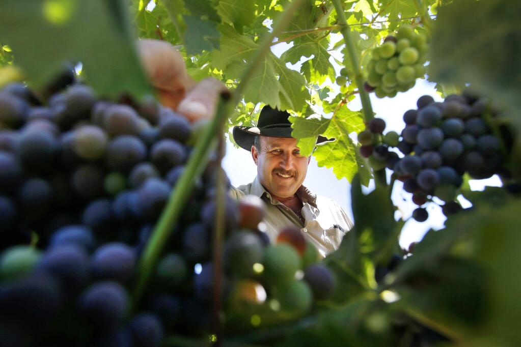 Vineyard manager Brad Petersen checks the start of veraison or the stage of growth when grapes begin to change color at Silver Oak Cellars in Geyserville on Friday, July 11, 2014. (Conner Jay/The Press Democrat)
