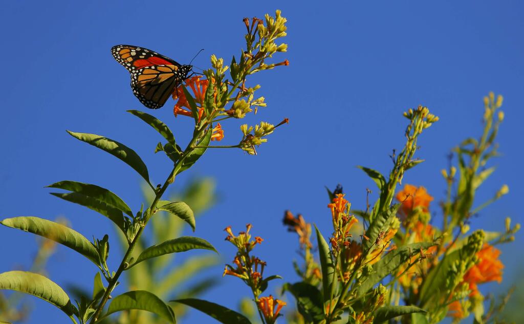 A Monarch butterfly gathers nectar in the Reids' hilltop garden, near Occidental, on Friday, September 16, 2016. (Christopher Chung/ The Press Democrat)