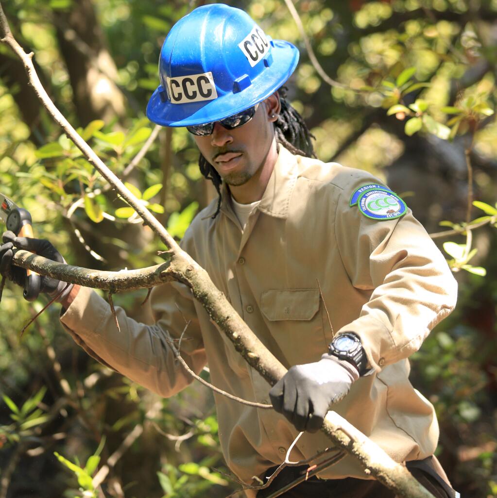 Ryan Wiley clears a bay tree from a stand of live oaks, Tuesday Aug. 26, 2014 at Jack London State Park in Glen Ellen. (Kent Porter / Press Democrat) 2014