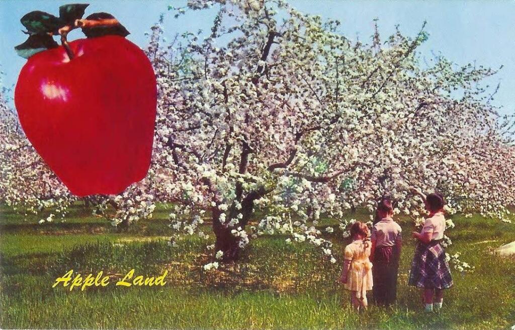 A postcard advertising Sebastopol as “Apple Land” in 1950. (SONOMA COUNTY LIBRARY)