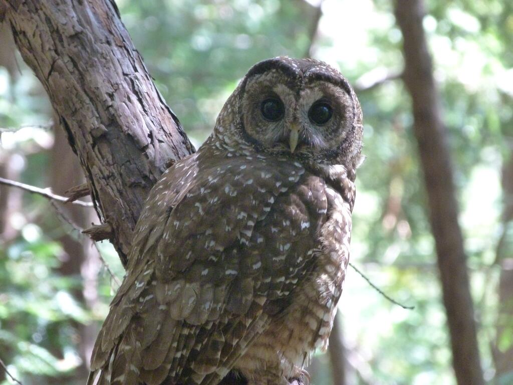 Northern Spotted Owl. These owls live in the canopy of trees in the areas where wildfires are burning. Many that fled the wildfires may show up in areas around Petaluma. (Danae Mouton, Point Blue Conservation Science)