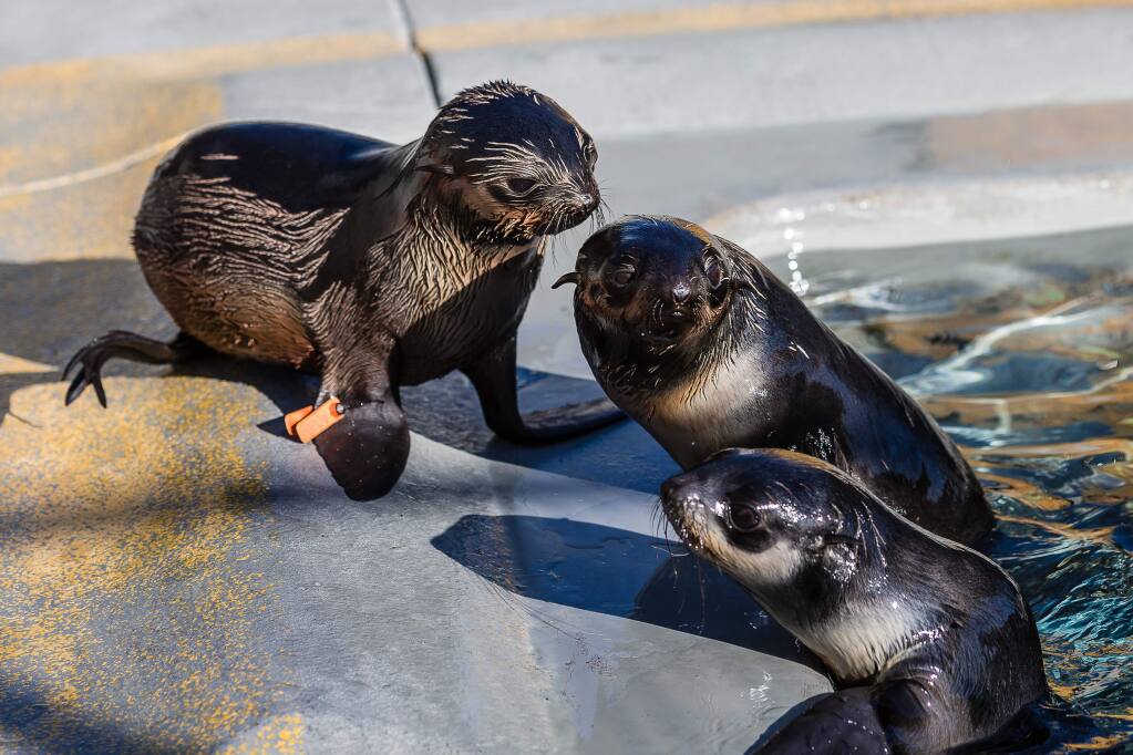 A record number of northern fur seal pups are rehabilitating at The Marine Mammal Center. (Bill Hunnewell / Marine Mammal Center)