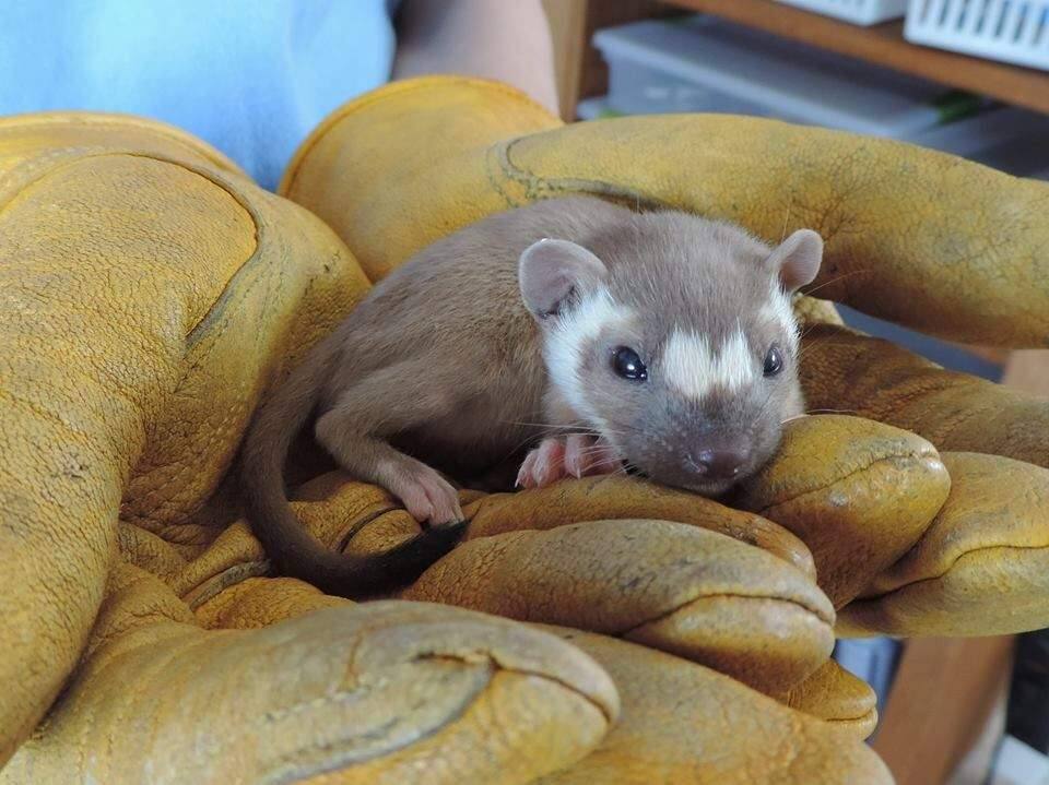 A long tailed weasel was rescued by the Sonoma County Wildlife Rescue in Petaluma. COURTESY SONOMA COUNTY WILDLIFE RESCUE