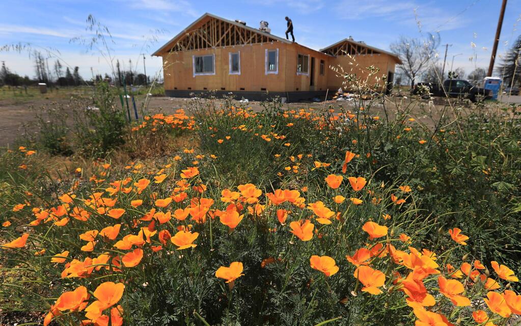 Dan Holleran, a friend of a family burned out of their Hemlock Street home in Santa Rosa, puts roofing material on the home next to a vacant lot overgrown with flowers, Friday, May 18, 2018. (Kent Porter / The Press Democrat) 2018