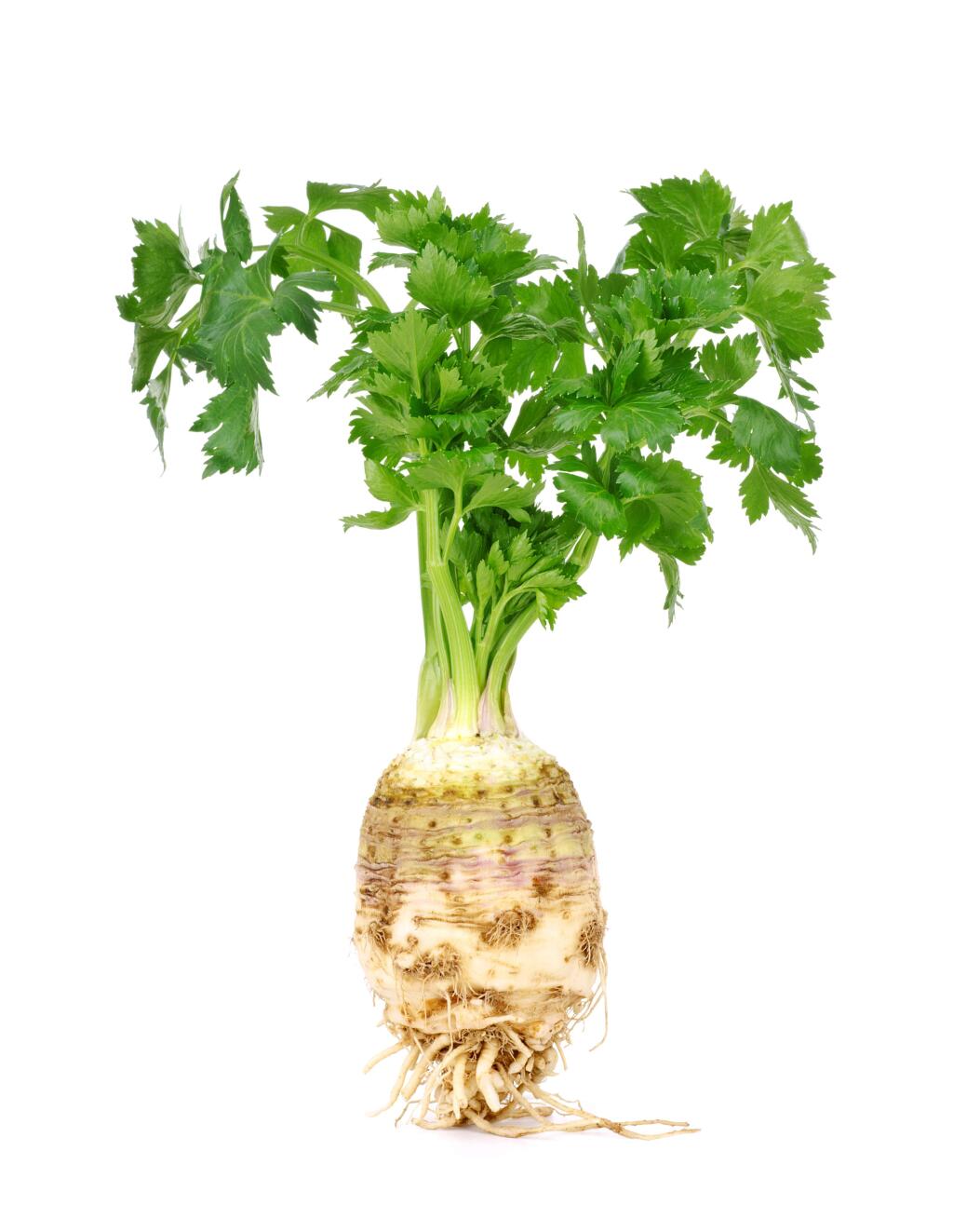 Celery root is a gourmet treat - ignored by most American chefs.