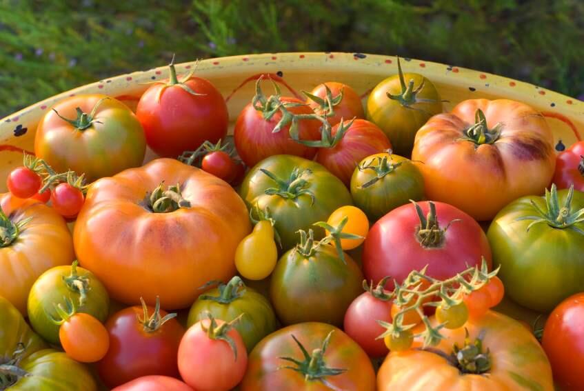 Heirloom Tomato sale to benefit Mentor Me