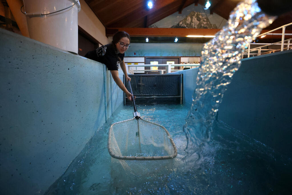Autumn Stewart, 17, scoops up juvenile steelhead trout Aug. 23 at the United Anglers conservation fish hatchery and research facility at Casa Grande High School in Petaluma. The trout, rescued this summer from Adobe Creek, were then transferred to another tank. (Beth Schlanker / The Press Democrat)