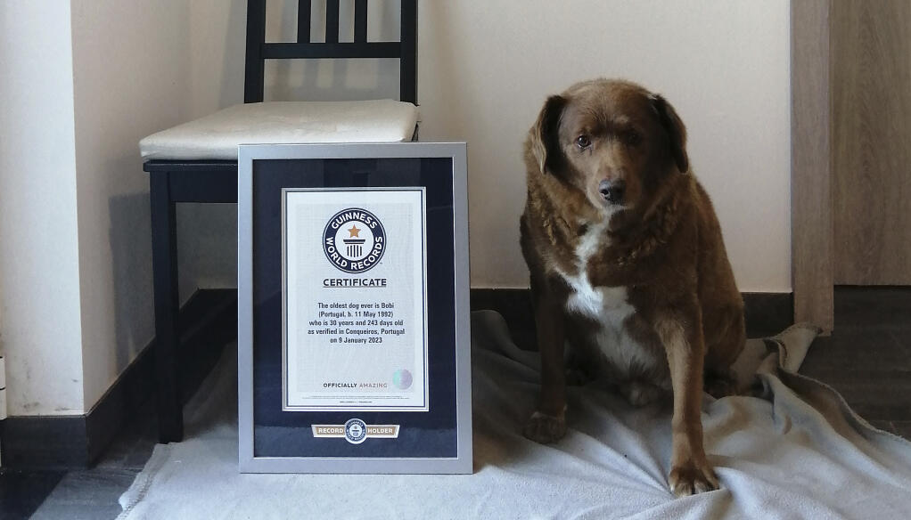 This 2023 image provided by Guinness World Records shows Bobi in Conqueiros, Portugal. Guinness World Records says the world’s oldest dog recently celebrated his 31st birthday. Bobi's owner says a party was held Saturday, May 13, 2023 for the purebred Rafeiro do Alentejo, a breed of Portuguese dog. (Guinness World Records via AP)