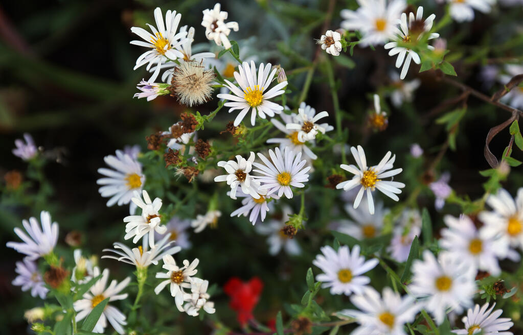 California asters bloom in Betty Young’s garden in Santa Rosa. (Christopher Chung/The Press Democrat)