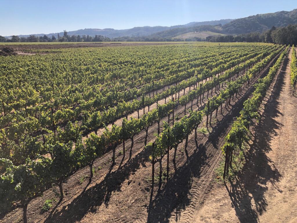 The 10-acre Williamson Family Vineyard is located along Highway 29 and borders Dry Creek at the base of the Mayacamas Mountains on the western side of Napa Valley in the Oak Knoll American Viticultural Area. Seanne and Steven Contursi of Arrow&Branch Estate Vineyard purchased the property in October 2020 and plan to build a winery there, with the first crush hoped for in 2022. (courtesy photo)