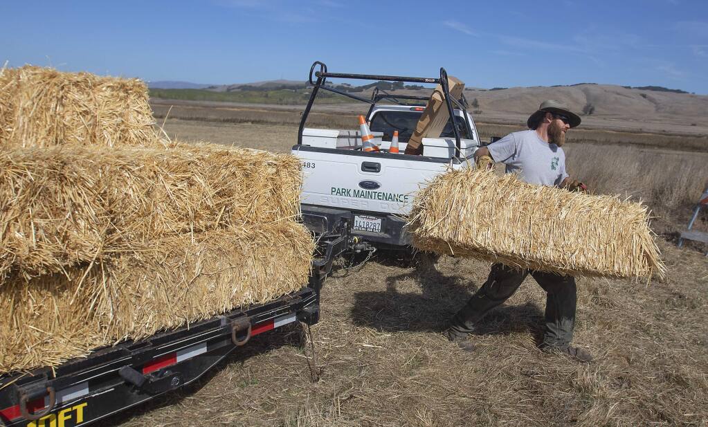 Trevor Thompson moves hay bales for the parking area in preparation for the Tolay Fall Festival. (JOHN BURGESS/ PD)