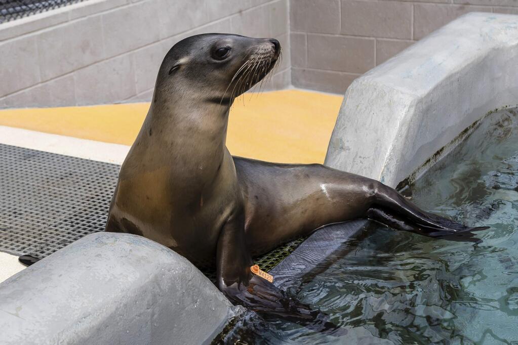 This summer 2018 photo provided by the Marine Mammal Center shows California sea lion Yakshack at the Marine Mammal Center, a rescue center in Sausalito, Calif. The center says California sea lions are coming down with a potentially fatal bacterial infection in near-record numbers. (Bill Hunnewell/Marine Mammal Center via AP)