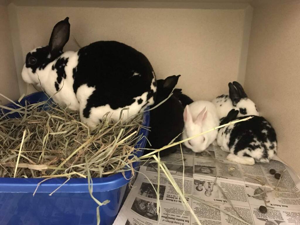A Sacramento animal shelter is seeking supplies and cash donations to care for nearly 300 rabbits taken from a single property. (Sacramento SPCA)