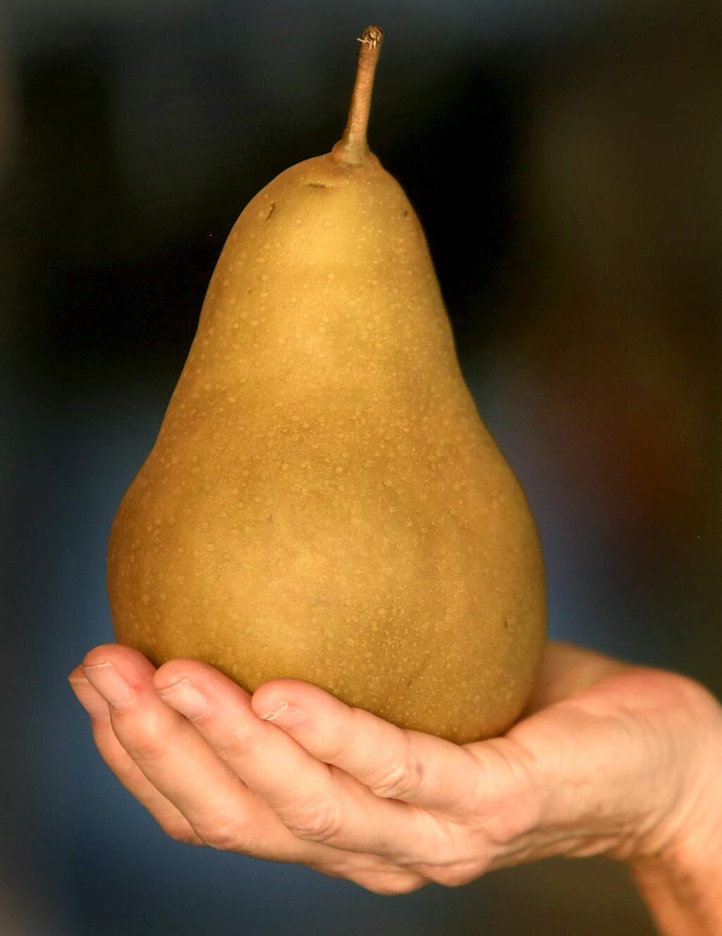 A golden bosc pear weighing in at nearly 1.2lbs, Monday Aug. 24, 2015 at Scully Packing Co. in Finley. (Kent Porter / Press Democrat) 2015