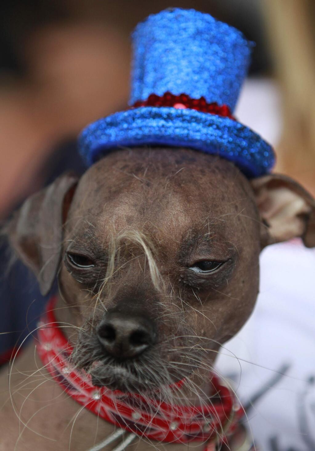 Mugly, a Chinese crested dog, owned by Bev Nicholson of Peterborough, England won the title of 'World's Ugliest Dog' at the Sonoma-Marin Fair in Petaluma, California, on Friday, June 22, 2012. (BETH SCHLANKER/ The Press Democrat)