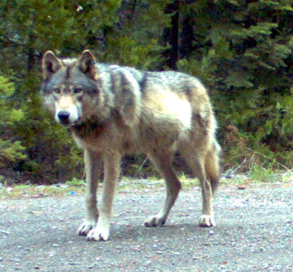 A gray wolf, known as OR-7, was the first wild wolf seen in California since 1924. He entered California in December 2011. (Oregon Department of Fish and Wildlife)