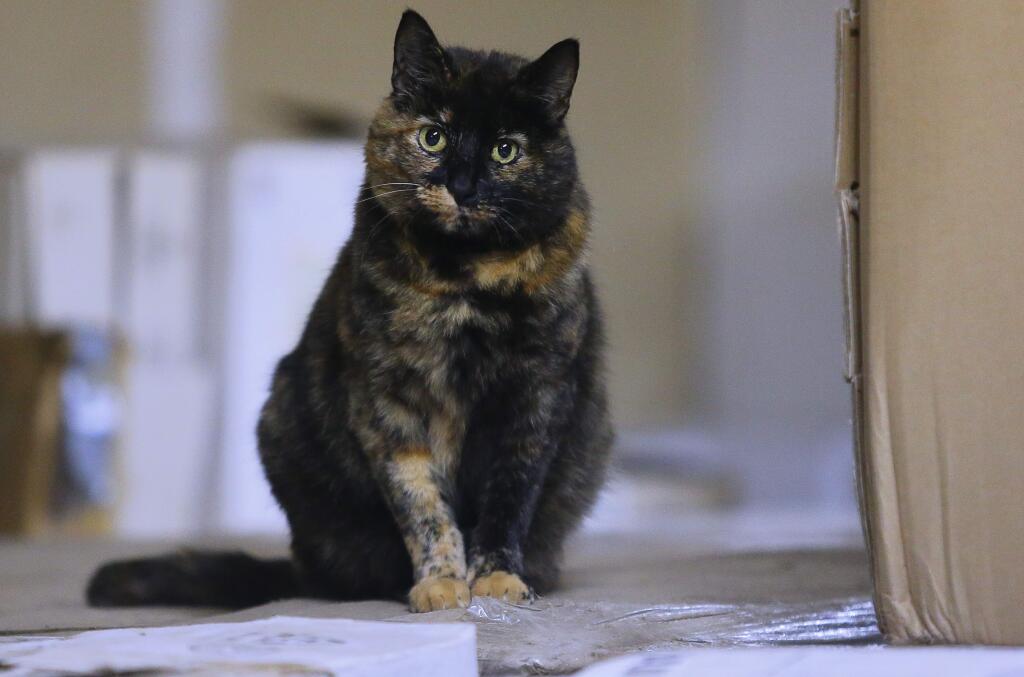 Mimi was rescued from the burn zone by Ellen Johnson and Becky Basque. Her owner was located, but she was unable to have pets at her new residence, so Johnson adopted the cat herself.(Christopher Chung/ The Press Democrat)