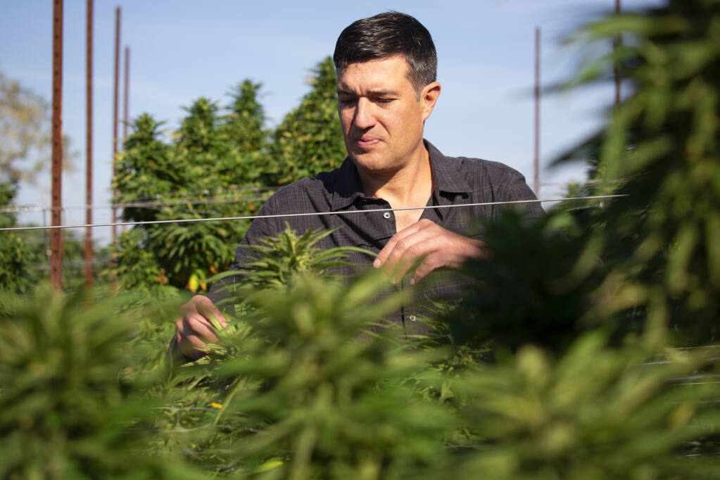 Erich Pearson, CEO and founder of cannabis dispensary SPARC, looks over plants that will soon be ready for harvest, at his farm on Trinity Road on Thursday, Sept. 23, 2021.  (Photo by Robbi Pengelly/Index-Tribune)