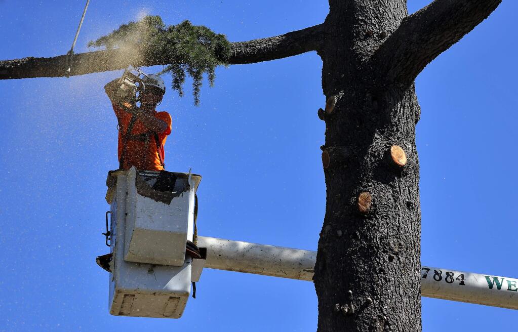 Tyson Williams, of Western Tree Removal Specialists, cuts a limb from an old tree on Charles Street, adjacent to the Luther Burbank Home and Gardens, in Santa Rosa, on Tuesday, September 1, 2015. (Christopher Chung/ The Press Democrat)