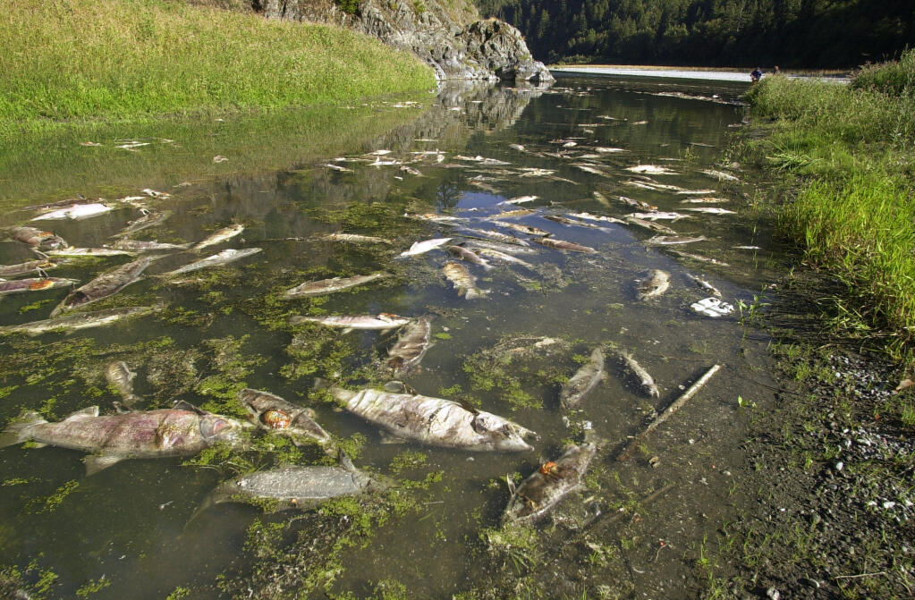 FILE - This Oct. 1, 2002, file photo shows hundreds of Klamath River salmon rotting near Klamath, Calif., after restoration of irrigation to farmers upstream produced low and warm water conditions that spread disease among the fish. A severe drought is creating a water crisis not seen in more than a century for farmers, tribes and federally protected fish along the Oregon-California border. The U.S. Bureau of Reclamation says it won't release water into the main canal that feeds the massive Klamath Project irrigation system for the first time in 114 years, leaving many farmers and ranchers with no water at all. The agency also says it won't release water from the same dam to increase downstream water levels in the lower Klamath River, where tribes say 97% of juvenile salmon are dying from a bacterial disease caused by poor water conditions. (AP Photo/Joe Cavaretta, File)
