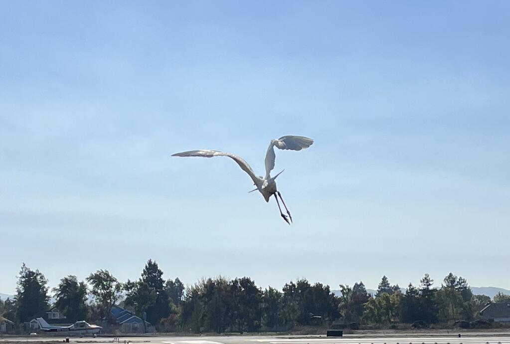 An egret wings its way toward Petaluma Municipal Airport. (Sheila Tracey / Petaluma)