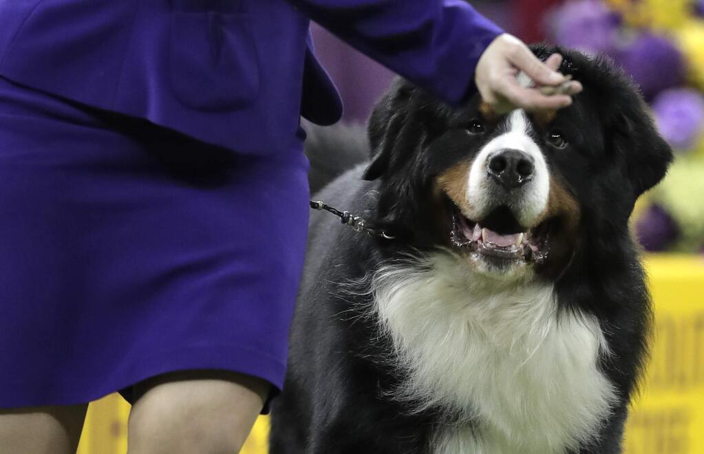 A Saint Bernard eyes a treat as it follows its handler around the ring during the working class competition at the 141st Westminster Kennel Club Dog Show, Tuesday, Feb. 14, 2017, in New York. (AP Photo/Julie Jacobson)