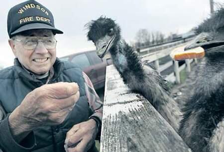KENT PORTER / The Press DemocratFarmer Vic Pozzi of Windsor feeds his emus in 2011. The retired volunteer firefighter wasrecently honored for his 45 years of service to the Windsor Fire Department.