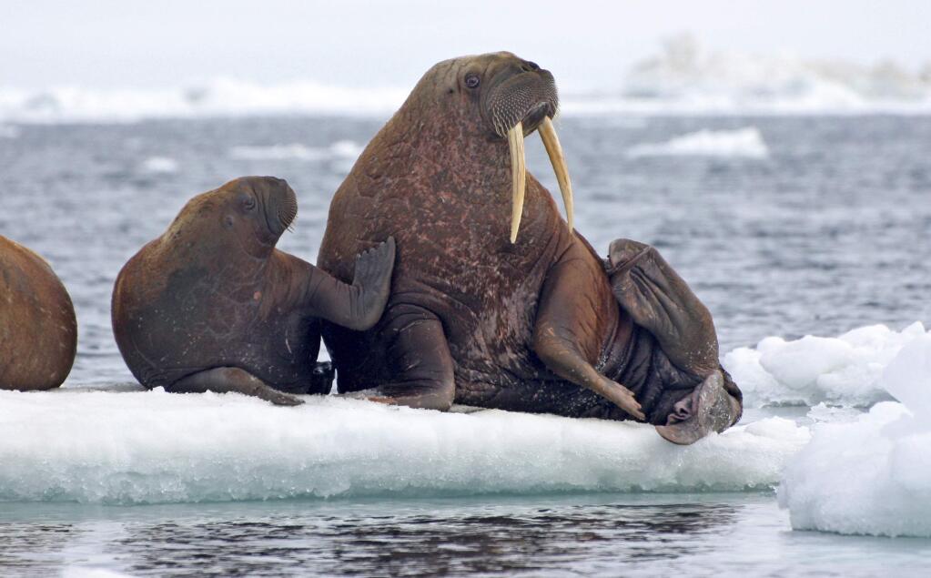 This June 12, 2010, photo provided by the United States Geological Survey shows Pacific walruses resting on an ice flow in the Chukchi Sea, Alaska. A lawsuit making its way through federal court in Alaska will decide whether Pacific walruses should be listed as a threatened species, giving them additional protections. Walruses use sea ice for giving birth, nursing and resting between dives for food but the amount of ice over several decades has steadily declined due to climate warming. (S.A. Sonsthagen/U.S. Geological Survey via AP)