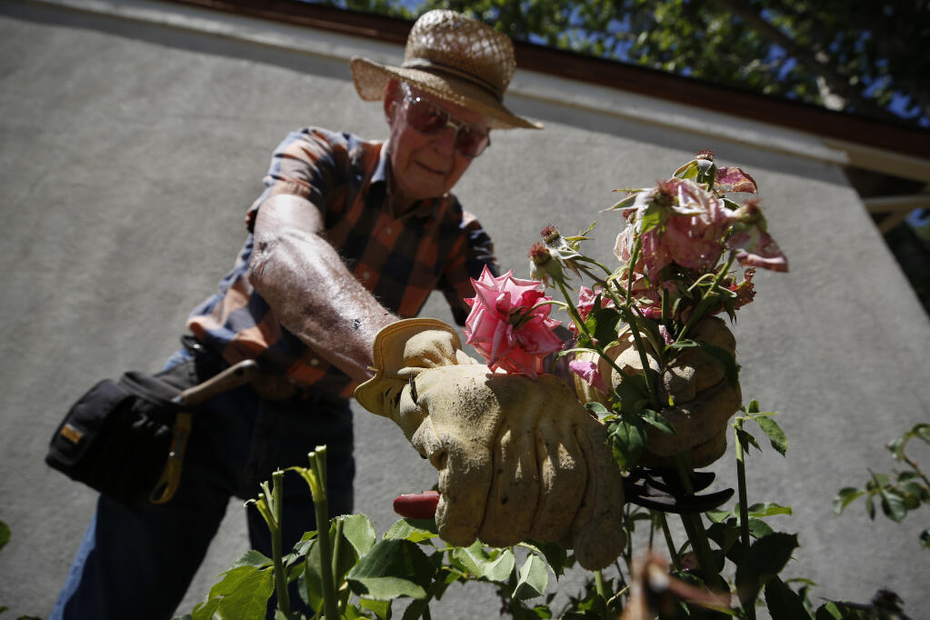 Volunteer Wendell Freeman, 98, deadheads roses along the side of a classroom building at Luther Burbank Elementary School in Santa Rosa, Calif., on Tuesday, June 1, 2021. (Beth Schlanker/The Press Democrat)
