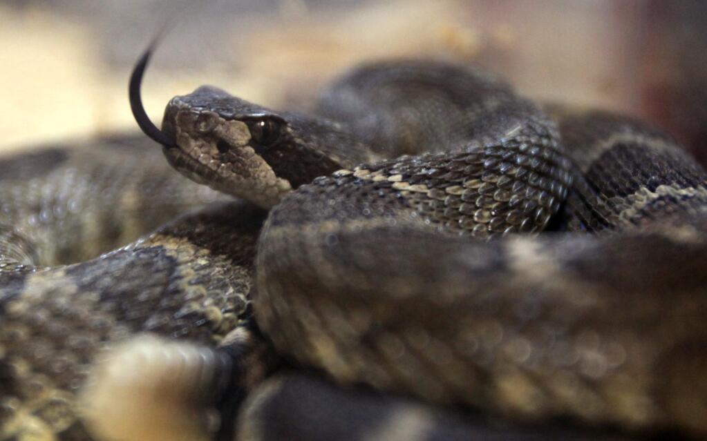 A rattlesnake at Sonoma County Reptile Rescue, in Sebastopol, on Friday, February 22, 2013. (Christopher Chung/ The Press Democrat)