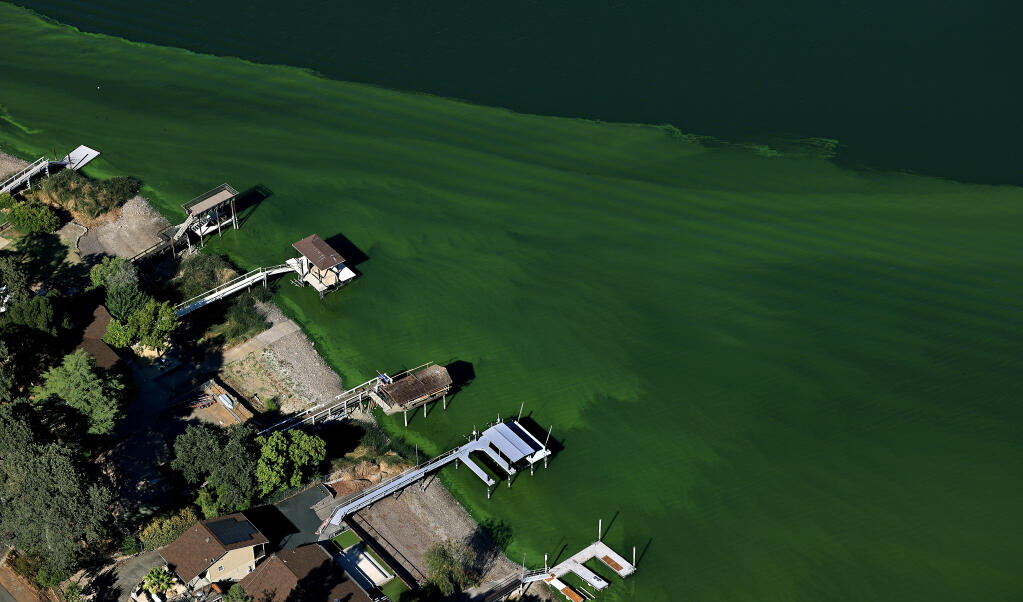 An algae sheen on the west shore of Clear Lake, Wednesday, Aug. 25, 2021. (Kent Porter / The Press Democrat)