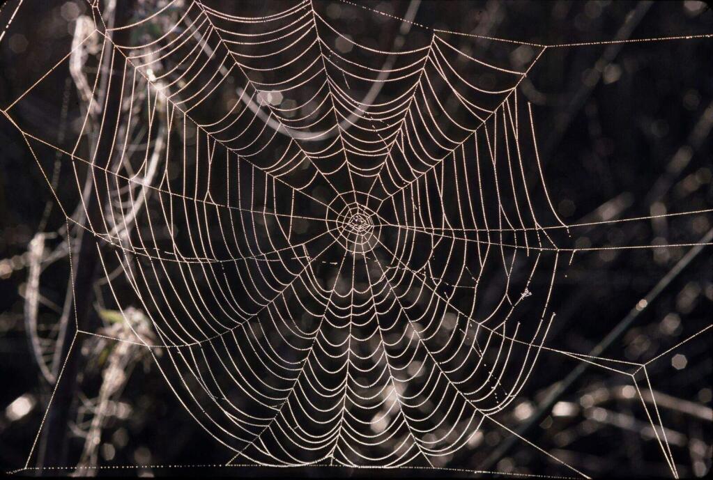Classic orb weaver's web. (Photo by Ron Berchin)
