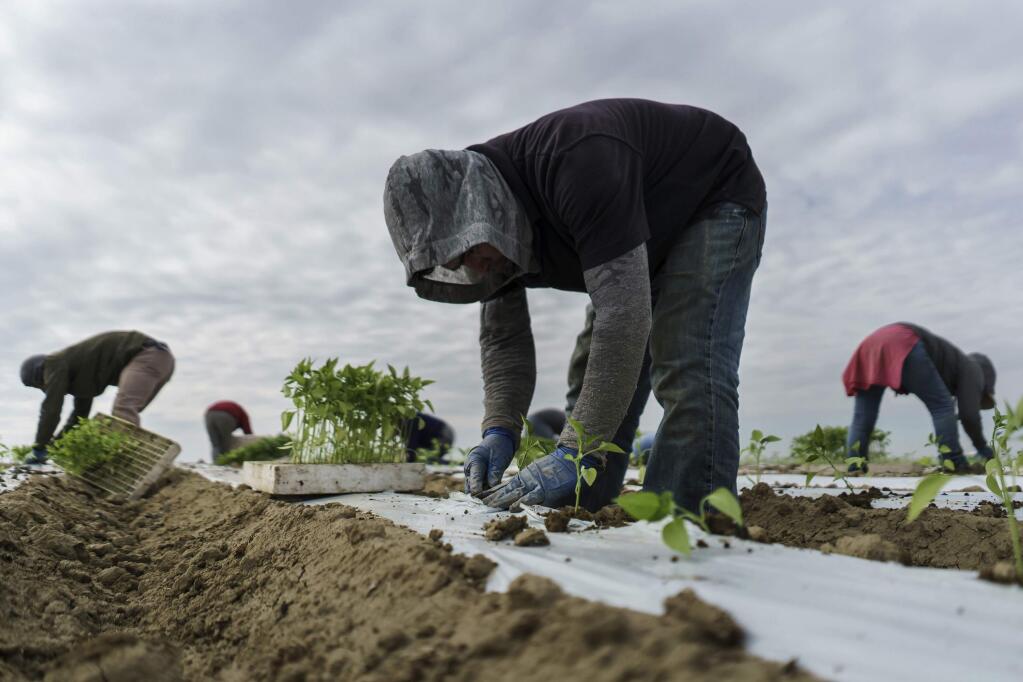 Migrant farm workers transplant jalapeno sprouts from trucks into the tilted soil at a farm on March 7, 2018 in Lamont, Calif. The United Farm Workers is launching a 24-day march this week to raise awareness about a bill they say will make it easier for California farmworkers to vote in union elections and ultimately join collective bargaining contracts. (Marcus Yam/Los Angeles Times/TNS)