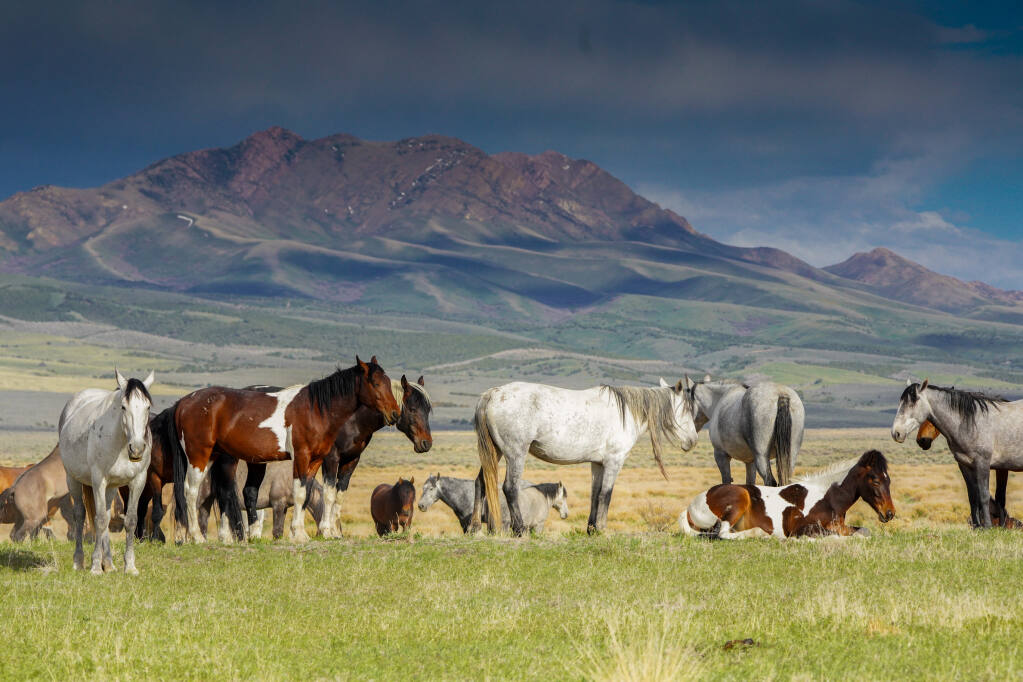 Wild horses of Onaqui, in Utah, as photographed by Lisa Rani for her exhibit at Art Escape in Sonoma, 'Band of Horses.' (Lisa Rani Photography)