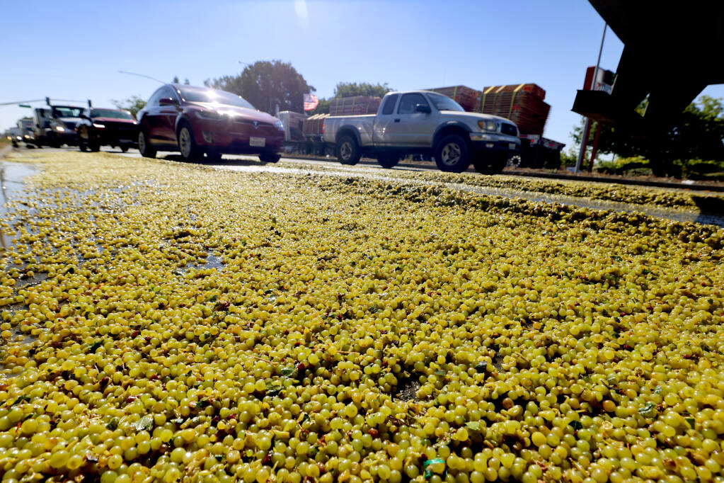Vehicles drive through a sludge of spilled wine grapes on Lakeville Highway in Petaluma, Thursday, Sept. 1, 2022. (Beth Schlanker/The Press Democrat)