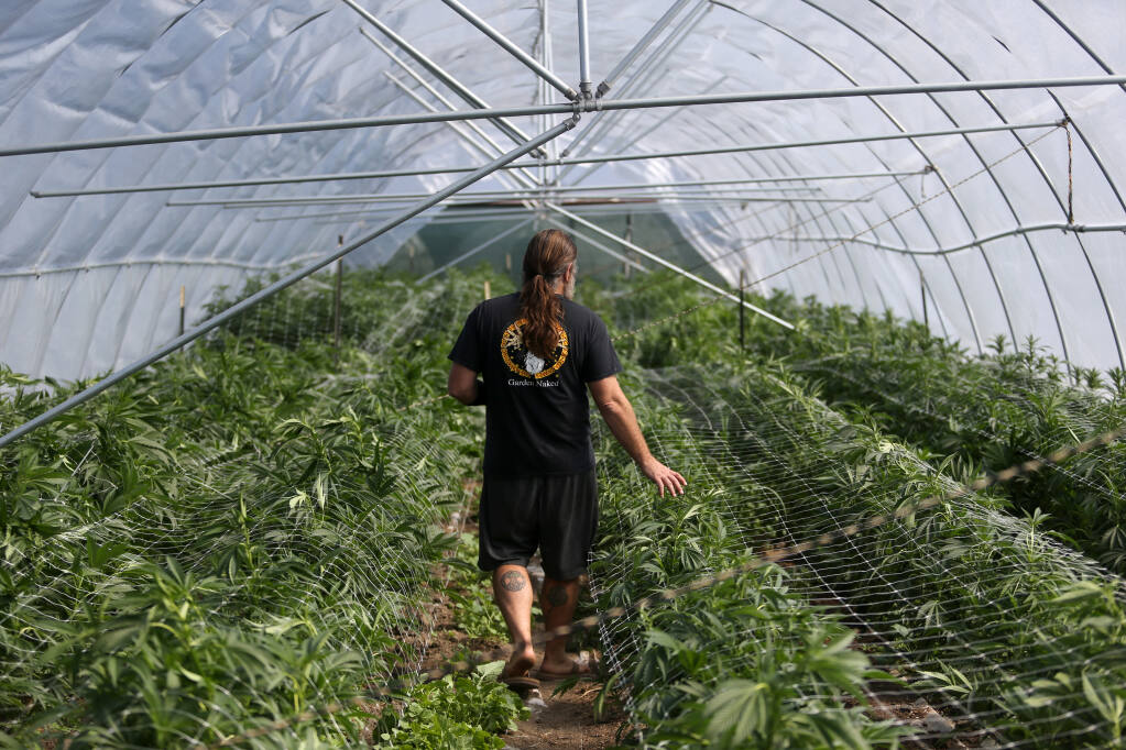 David Drips, co-owner of Petaluma Hill Farms, walks through a hoop house filled with marijuana plants on his property in Petaluma on Thursday, Aug. 26, 2021. (Beth Schlanker / The Press Democrat)