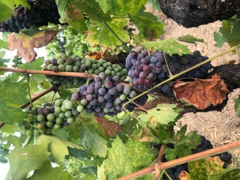 A cluster of Mendocino County zinfandel shows uneven change of color toward ripening (veraison) on Aug. 12, 2021. (courtesy of Barra of Mendocino / Redwood Valley Vineyards)