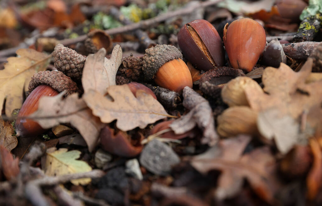 Acorns cover the ground along a path in Windsor on Friday, Oct. 22, 2021. (Christopher Chung/ The Press Democrat)